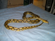 Tiger Retic Male 07