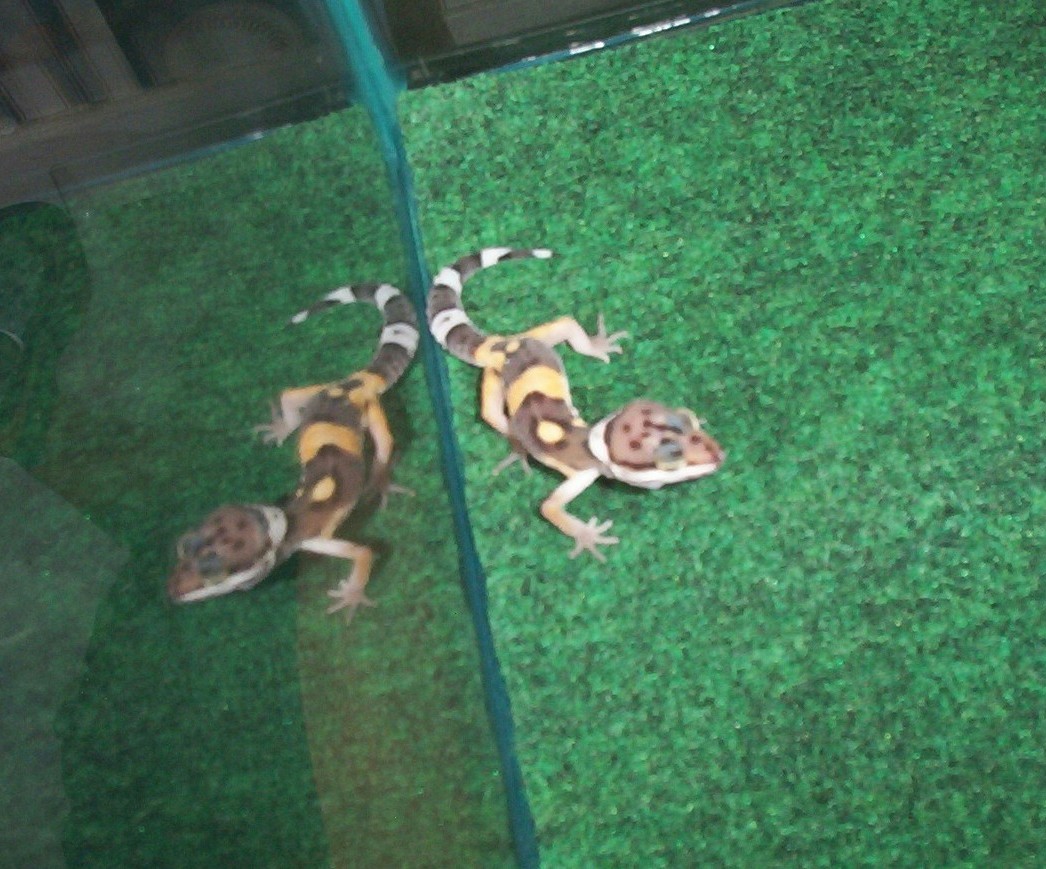 My First Leopard Gecko