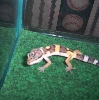 My Baby Leopard Gecko
