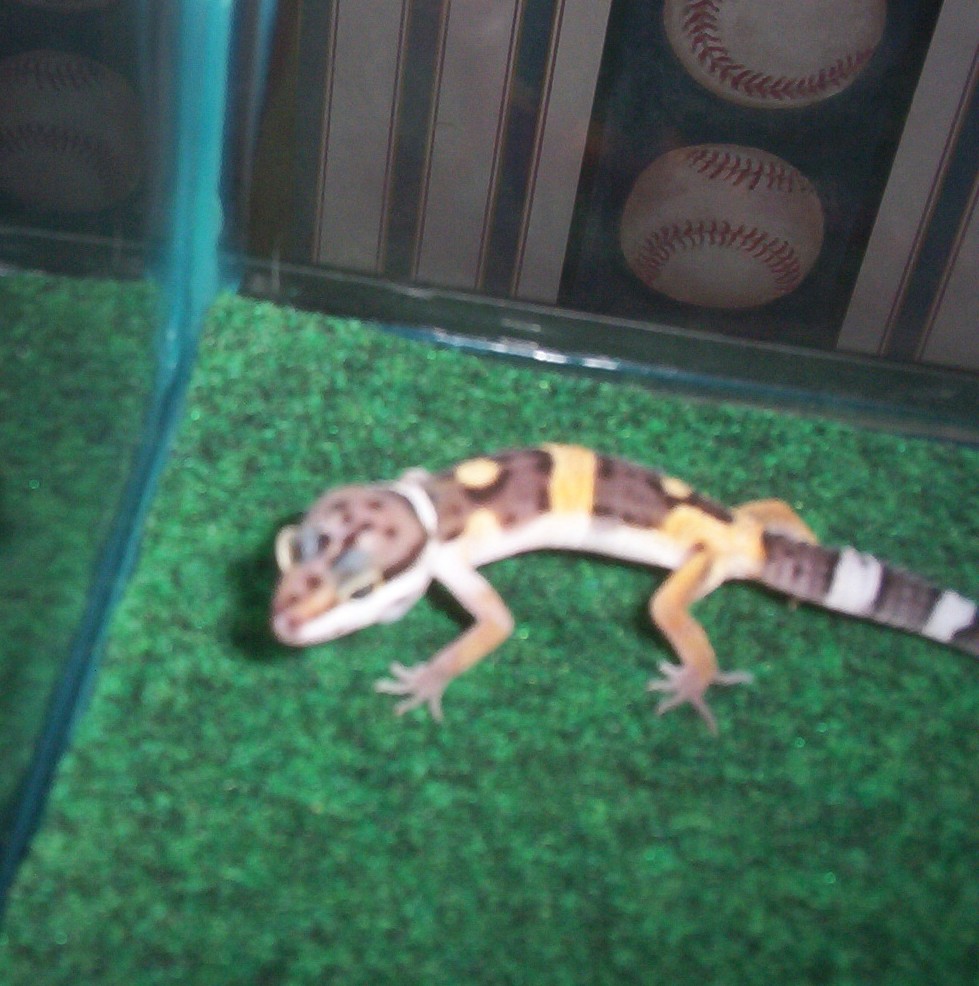 My Baby Leopard Gecko