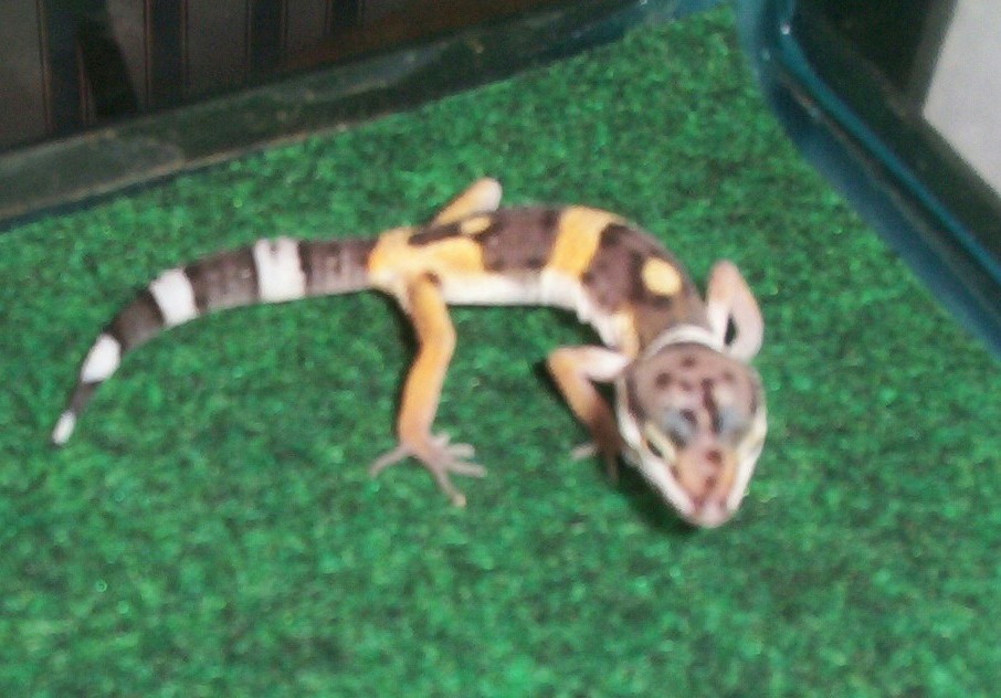 My Baby Leopard Gecko