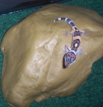 Elvis on his rock hide