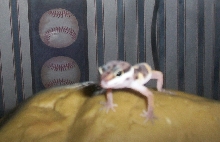 Elvis