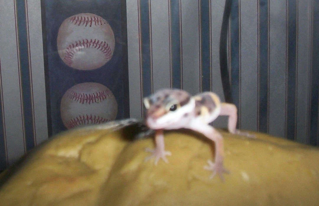 Elvis