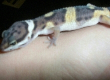 Elvis