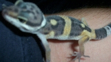 Elvis