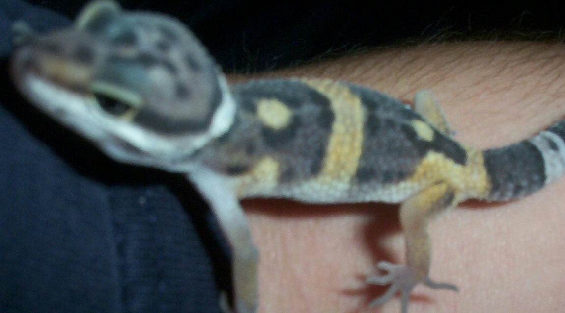 Elvis