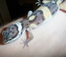 Elvis