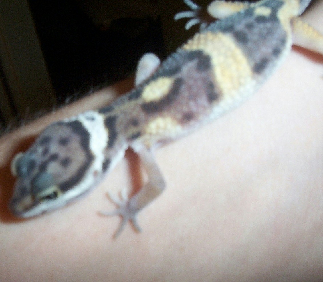 Elvis