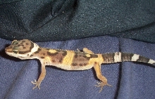 Elvis