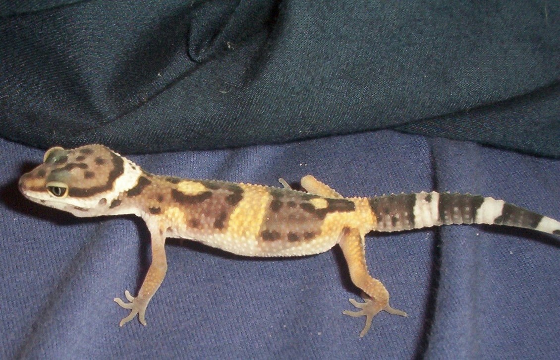 Elvis