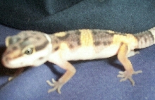 Elvis