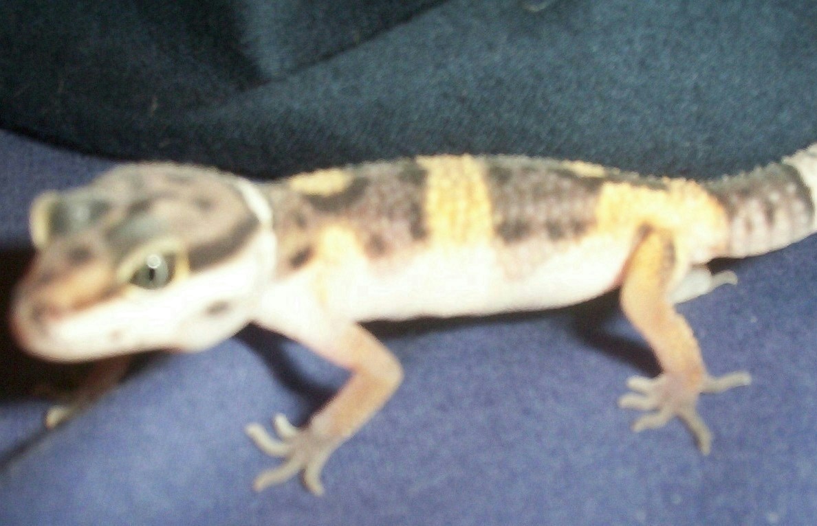 Elvis