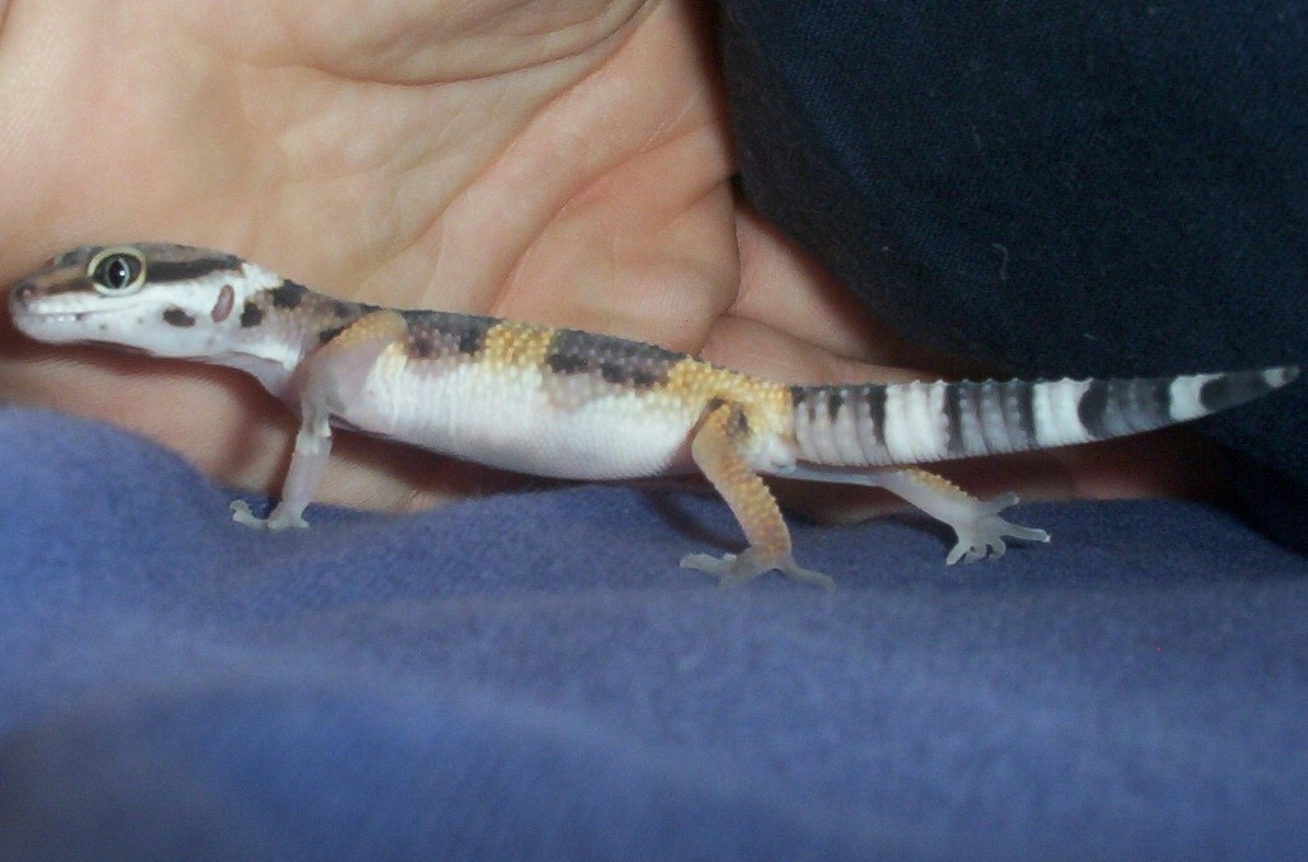 Elvis