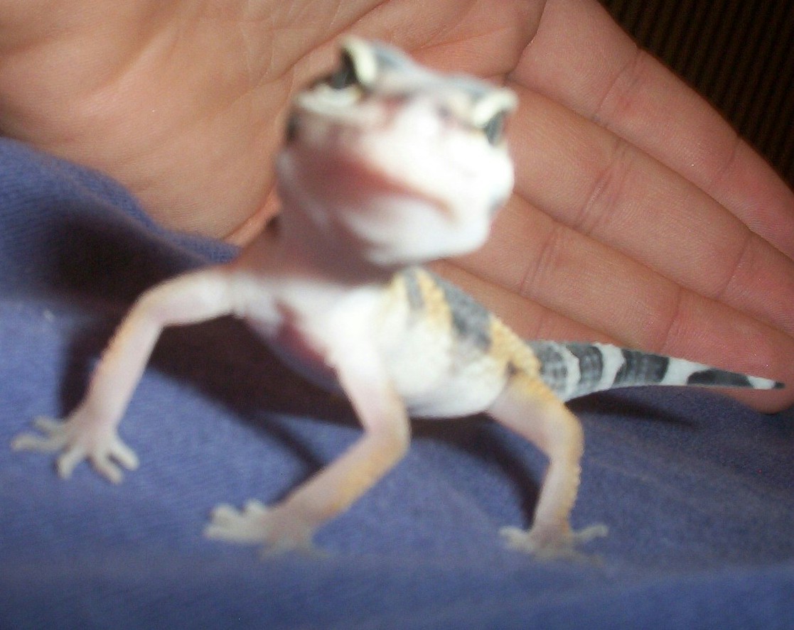 Elvis
