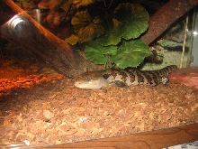 My Blue Tongue Skink