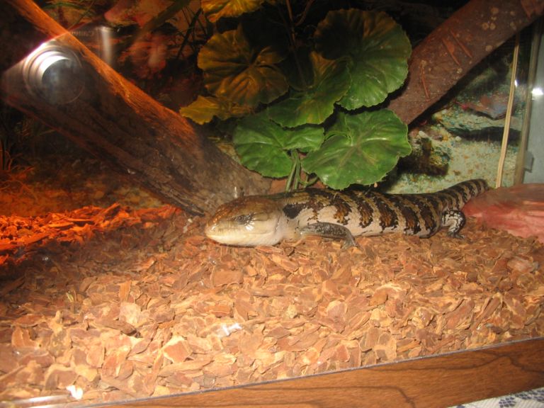 My Blue Tongue Skink
