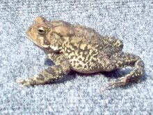 loepard
