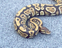 blushing female