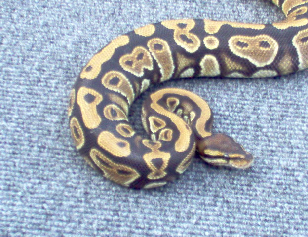 blushing female