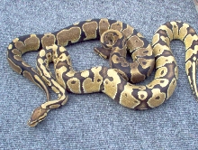 66%4 ghost males