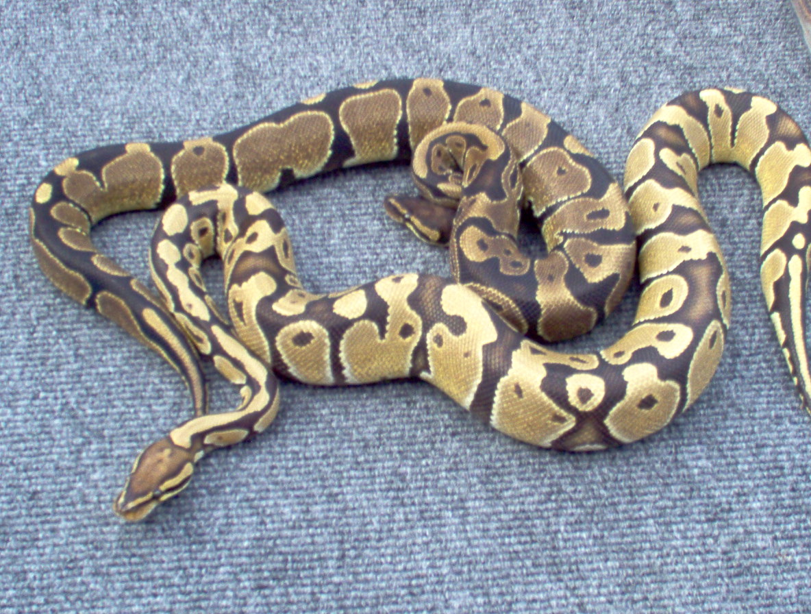 66%4 ghost males