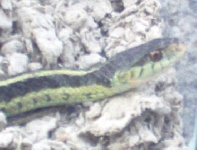 female ky blue