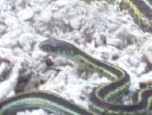 ky blue eastern