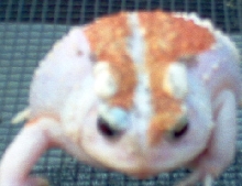 calico leu. a. toad(wc)