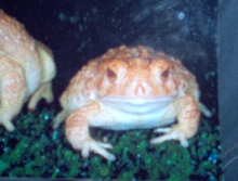 albino toad