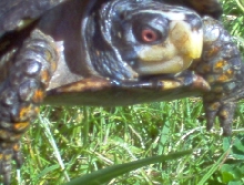 eastern box