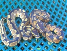 pet shop finds
