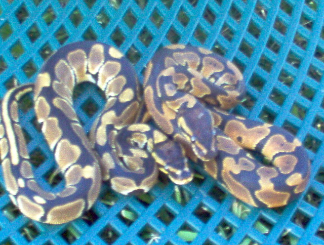 pet shop finds