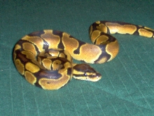 c.h. male