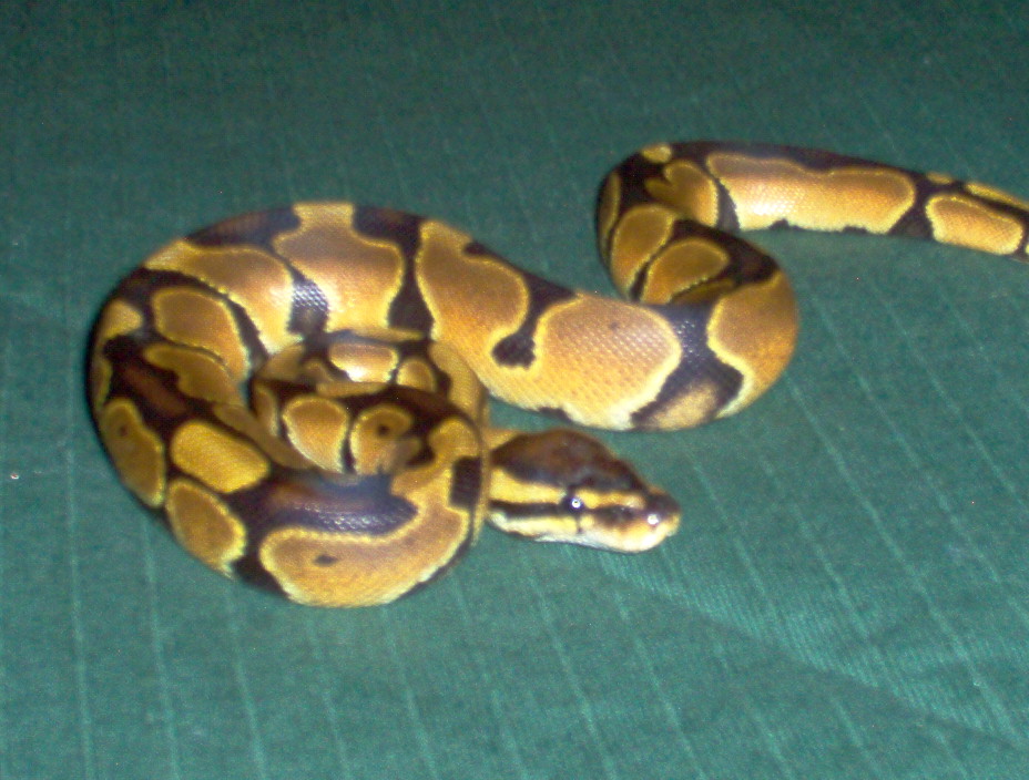 c.h. male