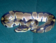 c.h. male 2