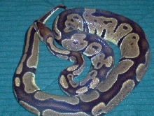 100%het4 albino(jolliff)female