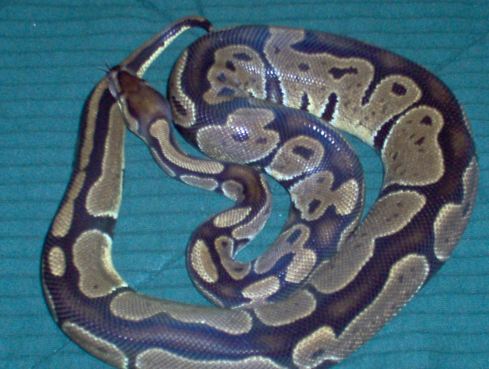100%het4 albino(jolliff)female