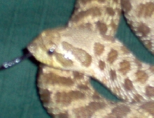 66%het4albino