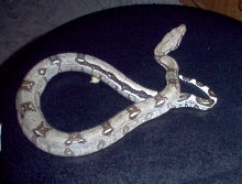 boa2