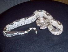 boa1