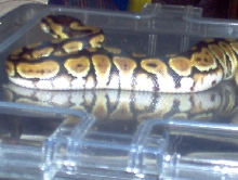 hwt
