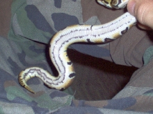 linebelly