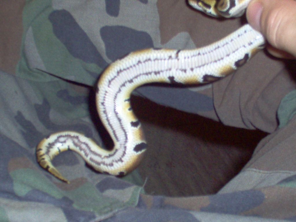 linebelly