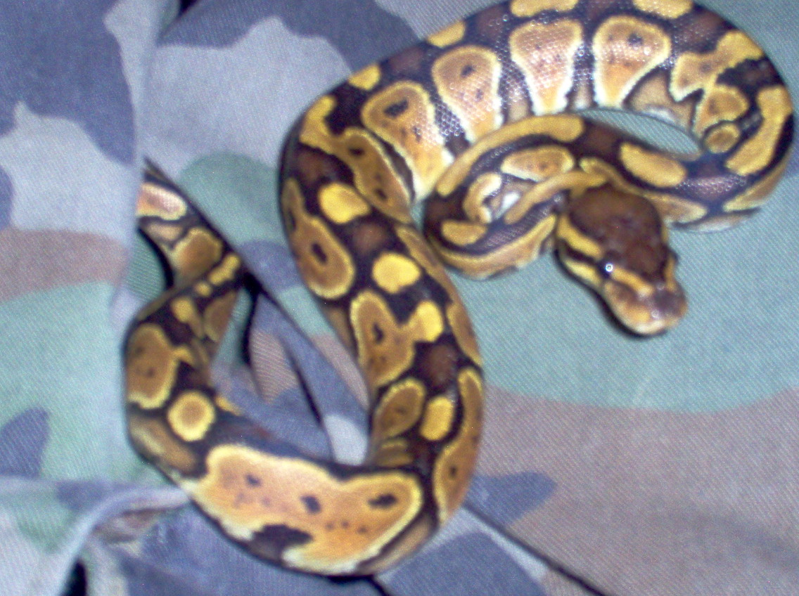 pyb