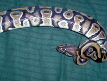 blush f 2