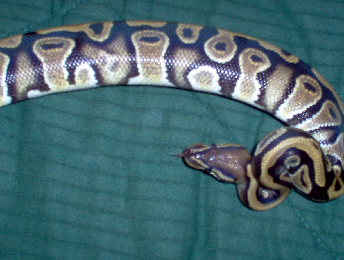 blush f 2