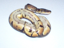 strip bel