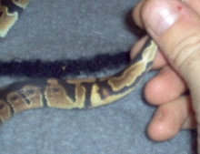 50% 4 pied