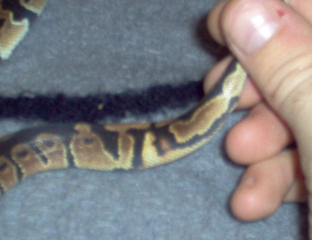 50% 4 pied